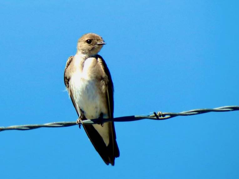 Northern Rough-winged Swallow by nickavarvel is licensed under CC BY 2.0.